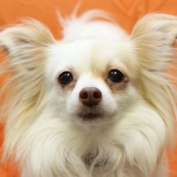 Lawrence Humane Society - Animal Shelters Near Me - Lawrence, Kansas Lawrence Humane Society - Animal Shelters Near Me - Lawrence, Kansas