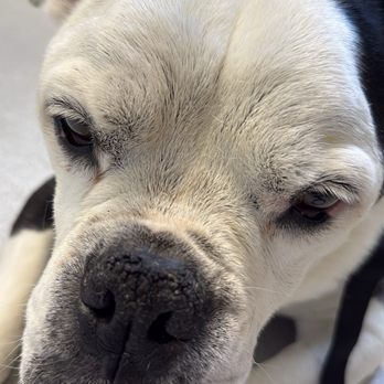 Moonlight Veterinary Center - My beautiful boy, Ricky getting treatment he loves acupuncture - Veterinarians Near Me - Encinitas, California