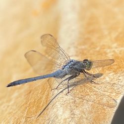 Wild Louisiana Tours - Dragonfly on kayak paddle