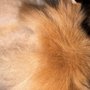 Photo of Bibi's Pet Grooming Salon