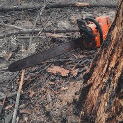 AP Tree Removal & Care