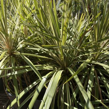 All Tropical Palms - Cordyline - Nurseries & Gardening Near Me - Gilroy, California