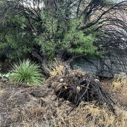This tree fell over into my backyard from HOA's land and they don't care.