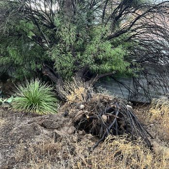 Mission Management Services - This tree fell over into my backyard from HOA's land and they don't care. - Homeowner Association Near Me - Tucson, Arizona