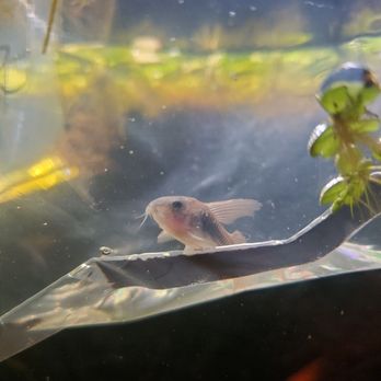 Exotic Aquarium - Local Fish Stores Near Me - Sacramento, California Exotic Aquarium - Local Fish Stores Near Me - Sacramento, California