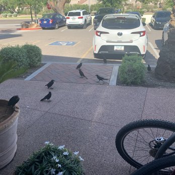 Luci’s at the Grove - Birds waiting for us to leave our table. - Coffee & Tea Near Me - Scottsdale, Arizona Luci’s at the Grove - Birds waiting for us to leave our table. - Coffee & Tea Near Me - Scottsdale, Arizona