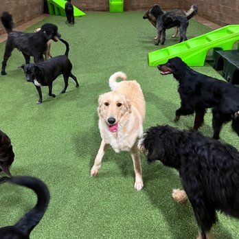 The Ultimate Pet Lodge - My sweet Avah girl having a blast! - Pet Groomers Near Me - Lyman, South Carolina