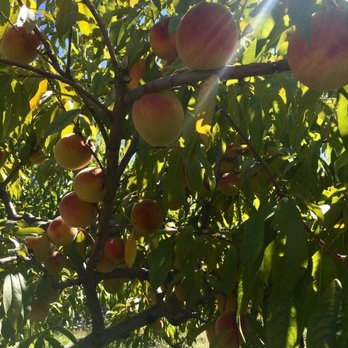 Shelburne Farm - Peaches - Farms Near Me - Stow, Massachusetts