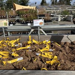 Harmony Farm Supply & Nursery - Bare root raspberries