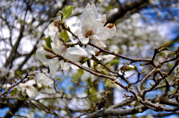 The Botanical Garden by null