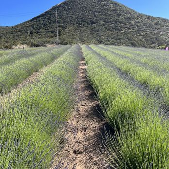 Blue Barn Lavender Farm - Pick Your Own Farms Near Me - Sage, California