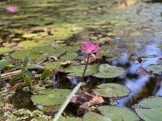 McKee Botanical Garden by null