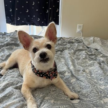 Magic Pet Spa - Soleil - Pet Groomers Near Me - Irvine, California Magic Pet Spa - Soleil - Pet Groomers Near Me - Irvine, California