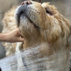 CityPaws Grooming