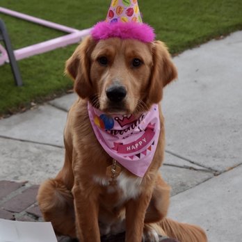 Dexter's Deli - Party hat, pup cake - Pet Stores Near Me - San Diego, California Dexter's Deli - Party hat, pup cake - Pet Stores Near Me - San Diego, California