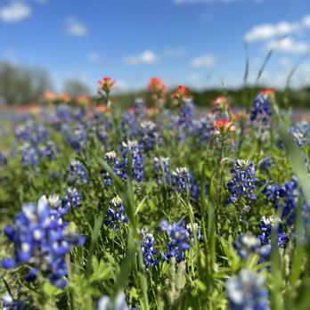 Ennis Bluebonnet Trails - Festivals Near Me - Ennis, Texas Ennis Bluebonnet Trails - Festivals Near Me - Ennis, Texas