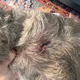 Dog bite on her back Dog bite on her back