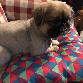 pretty pups mobile pet grooming