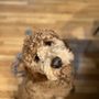 Photo of Allie's Doggie Day Camp