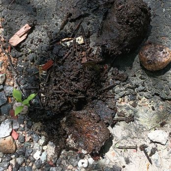 Marios Roofing - The pile of muck and nails that we removed from the downspout. - Roofing Near Me - Stoughton, Massachusetts