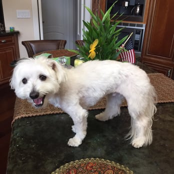 Scrub-A-Pup - Horrible work by Allison - Pet Groomers Near Me - San Mateo, California Scrub-A-Pup - Horrible work by Allison - Pet Groomers Near Me - San Mateo, California
