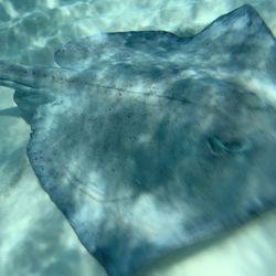 White Sand Water Sports - Rays everywhere!!!