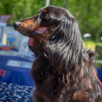 Pet Palooza - Festivals Near Me - Charlotte, North Carolina Pet Palooza - Festivals Near Me - Charlotte, North Carolina