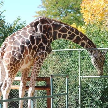Denver Zoo - the giraffe area - Zoos Near Me - Denver, Colorado