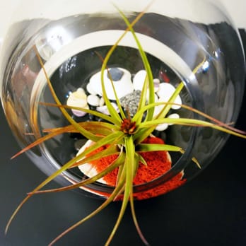 Noble Plants - Bought a beautiful blooming air plant! Perfect for making a terrarium - Nurseries & Gardening Near Me - New York, New York