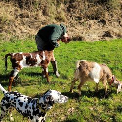 Harmony Acres - livestock loving!