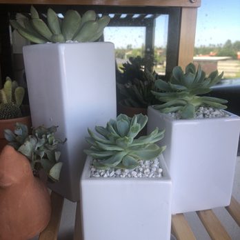 Paradise Valley Florist - Florists Near Me - Scottsdale, Arizona