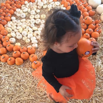 Pasadena Pumpkin Patch - Pumpkin Patches Near Me - Pasadena, California Pasadena Pumpkin Patch - Pumpkin Patches Near Me - Pasadena, California