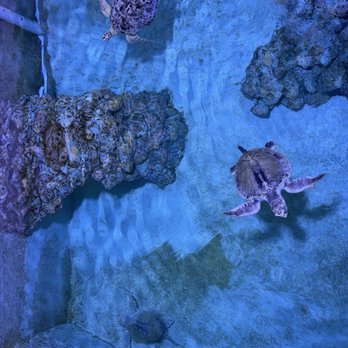 Clearwater Marine Aquarium - Turtles! - Aquariums Near Me - Clearwater, Florida