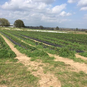 Jollisant Farms - One strawberry field - Fruits & Veggies Near Me - Plantersville, Texas
