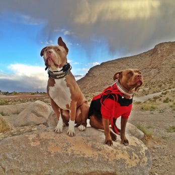 Sit Means Sit - A quick shot before Lone Mountain group class. - Pet Training Near Me Sit Means Sit - A quick shot before Lone Mountain group class. - Pet Training Near Me