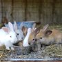 Photo of Willoughby Farm Animal Rescue