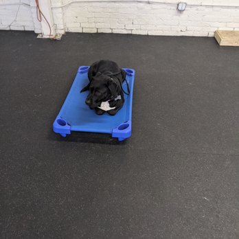 K9 Logic Dog Training - Placed and waiting to be released. - Pet Training Near Me - Glendale, California