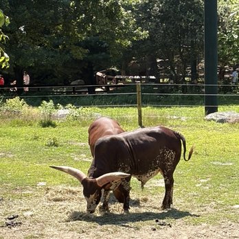 Southwick's Zoo - Amusement Parks Near Me - Mendon, Massachusetts Southwick's Zoo - Amusement Parks Near Me - Mendon, Massachusetts