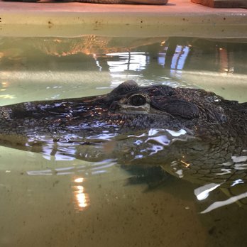 Phillips Park Zoo - See ya later alligator! - Zoos Near Me - Aurora, Illinois