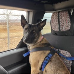 Unleashed Pet Resort - Maggie