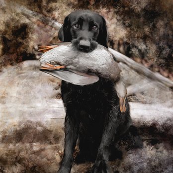 Kat Portrait Studio - Sporting, Hunting Dog with Duck - Session Photography Near Me Kat Portrait Studio - Sporting, Hunting Dog with Duck - Session Photography Near Me
