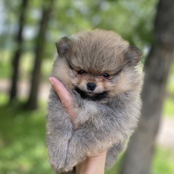 Tiny Pom Paws - Pet Breeders Near Me - Smithville, Texas Tiny Pom Paws - Pet Breeders Near Me - Smithville, Texas