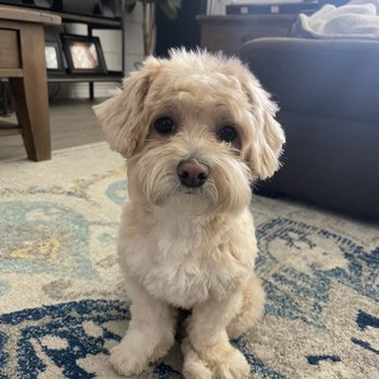 Eco Paw Spa - Pet Groomers Near Me