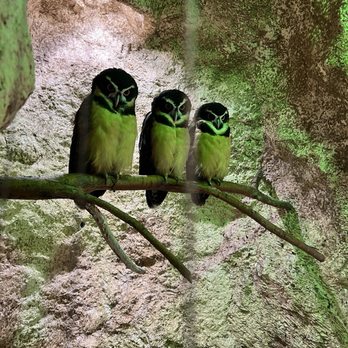 The Dallas World Aquarium - Owl - Aquariums Near Me - Dallas, Texas The Dallas World Aquarium - Owl - Aquariums Near Me - Dallas, Texas