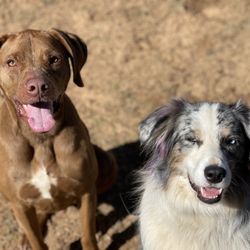 Infinity Pets & Company - Dog boarding services