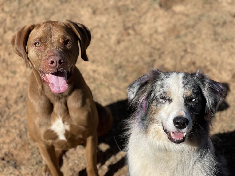 INFINITY PETS & COMPANY Updated August 2024 55 Photos 6290 Magik