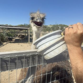 Ostrichland USA - Hello young lady - Attraction Farms Near Me - Solvang, California Ostrichland USA - Hello young lady - Attraction Farms Near Me - Solvang, California