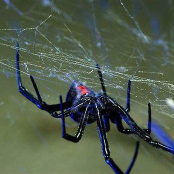 Exodus Pest Solutions - I found this Beauty today, living in a Mouse Bait Box... - Pest Control Near Me - Wartrace, Tennessee