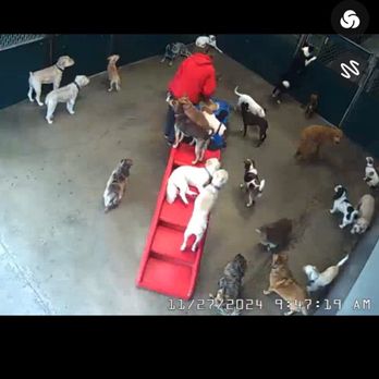 Camp Bow Wow Temecula - All the dogs and one worker - Pet Training Near Me - Temecula, California