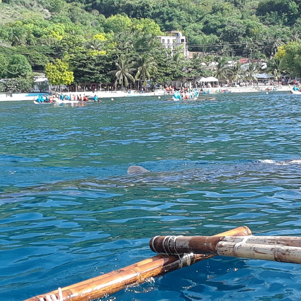 Oslob Whale Shark Watching - See him? - Whale Watching Tours Near Me - Oslob, CEB Oslob Whale Shark Watching - See him? - Whale Watching Tours Near Me - Oslob, CEB